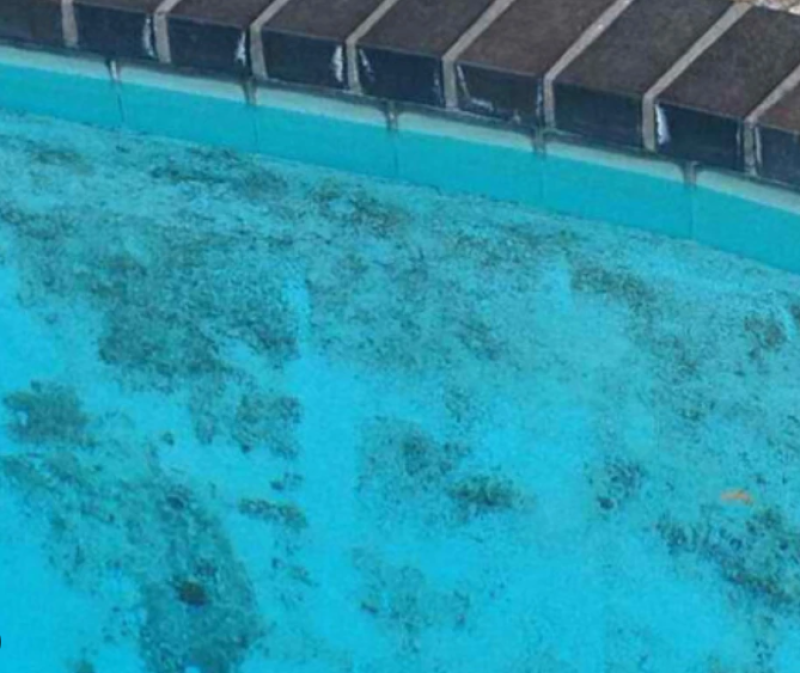 Anti Algues Noire Piscine, j'ai des algues noires dans ma piscine algues impossible à faire disparaître, algues dans les joints de ma piscine algues tenace anti algue surconcentré Algiblack à Manosque 